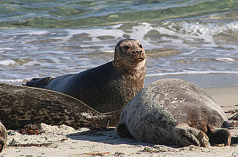 Explore La Jolla Cove and La Jolla Underwater Park