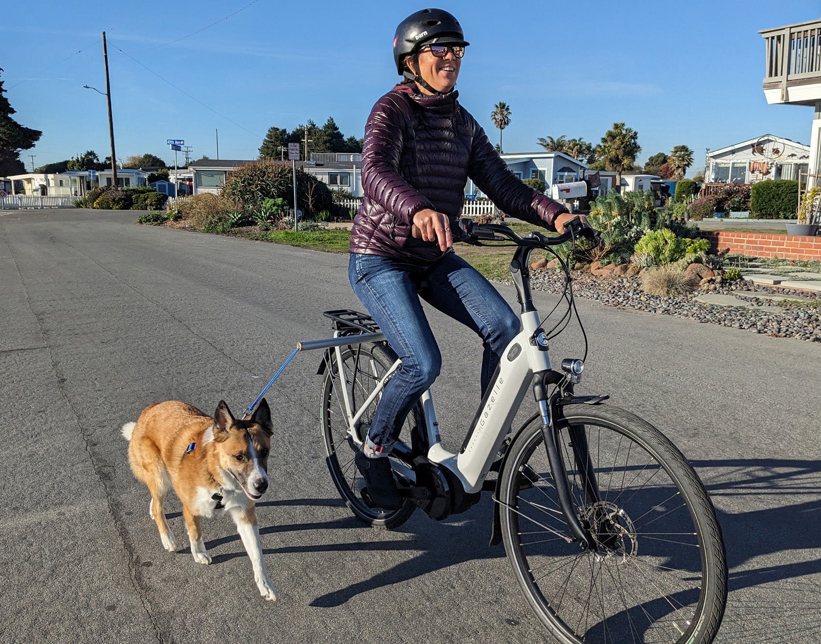 MBB Dog Runners – Fly Rides USA